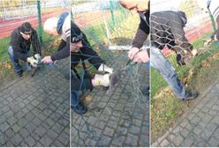 "Spokojny bądź, ratujemy cię". Tuż przed meczem walczyli o życie boiskowego kota