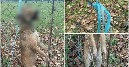 Przypadkiem odkrył szczeniaka powieszonego na płocie szkoły. Jest nagroda za znalezienie sprawcy