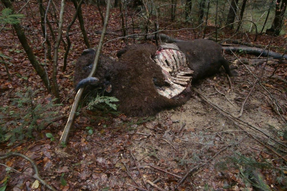 W Bieszczadach znaleziono dwa martwe żubry. Nie przetrwały ataku niedźwiedzia