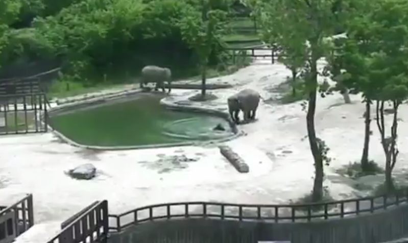 Słoniątko topiło się w stawie. Niezwykła akcja ratunkowa w zoo