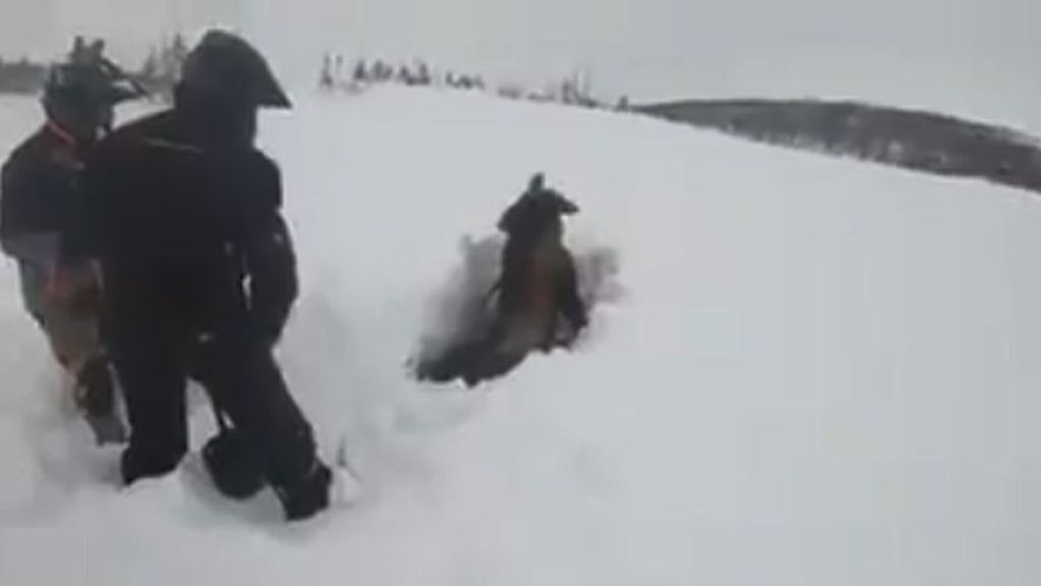 Dwóch mężczyzn odkopuje ze śniegu łosia.