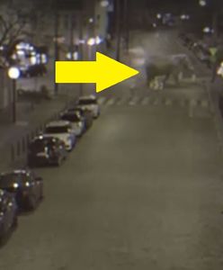 Kupy słonia na ulicach Poznania i to nagranie. Miasto tłumaczy