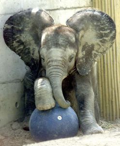 Słoń zabił opiekuna w ZOO