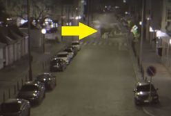 Kupy słonia na ulicach Poznania i to nagranie. Miasto tłumaczy