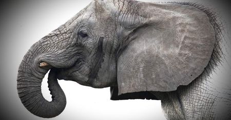 Zmarła słonica Erna, szefowa stada warszawskiego zoo