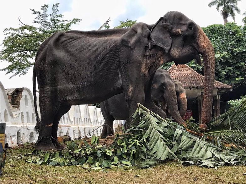 Zmarł słoń, którego wykorzystywano i zmuszano do występów 