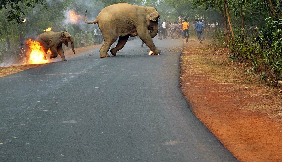 Płonące słoniątko ucieka przed tłumem ludzi. Najciekawsze zdjęcia tygodnia