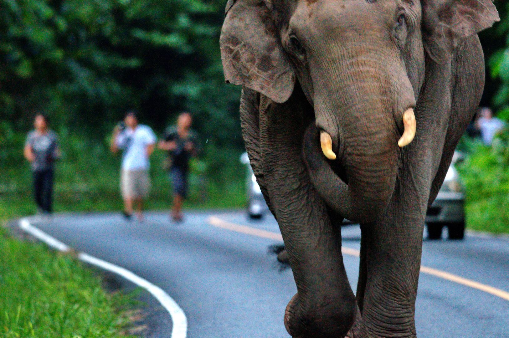 Tajlandia. Kierowca wjechał w słonia. Zemsta była okrutna