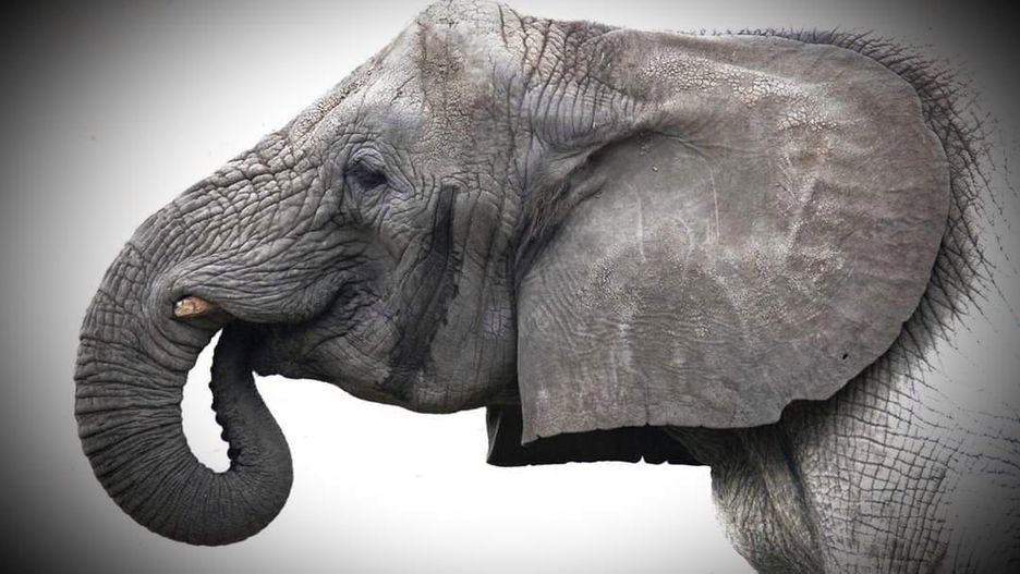 Słonica Erna z warszawskiego zoo