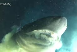 Rekin większy niż łódź podwodna. Próbował zjeść broń naukowców