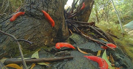 Fluorescencyjny ślimak z Australii przetrwał pożary buszów