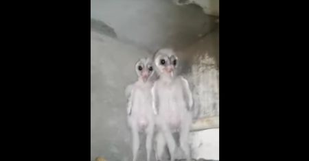 Byli pewni, że to UFO. Kamery na strychu nagrały dwie przerażające postaci
