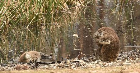 Australia. Zdjęcie koali, które łamie serce