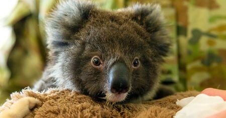 Australia płonie. W planach stworzenie specjalnej "arki" dla koali