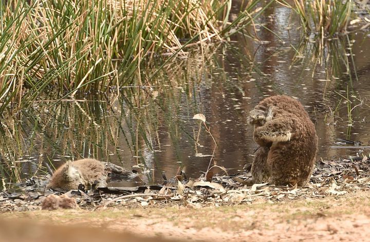 Australia. Zdjęcie koali, które łamie serce 