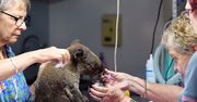 Australia: Smutne informacje na temat Lewisa – koali uratowanego z pożaru