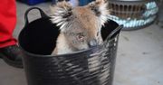 Australia. Wycinka eukaliptusów przyniosła śmierć dziesiątkom koali