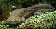 Nowy gatunek odkryty w londyńskim zoo. Może okazać się największym płazem na świecie