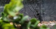 Australia: Po pożarach i powodziach przyszedł czas na kolejną klęskę. Tym razem będzie to inwazja jadowitych pająków