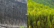 FaceApp inspiracją dla Greenpeace. Organizacja pokazuje jak Ziemia zmieni się przez ocieplenie klimatu