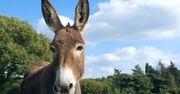 Połowa populacji osłów zagrożona. Chiny importują coraz więcej skór tych zwierząt