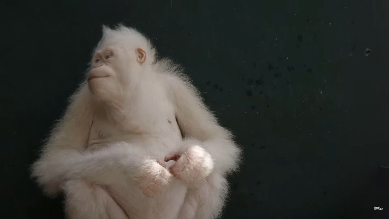 Orangutan albinos