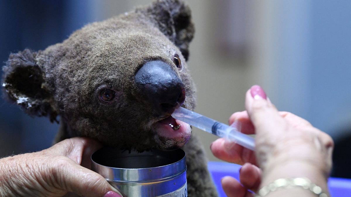 Koala uratowany z pożaru