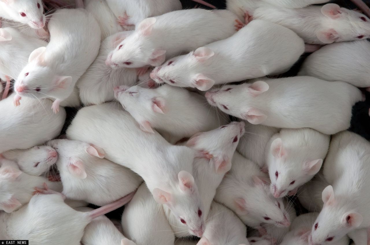 NASA: Muskularne myszy wróciły z kosmosu. Uczestniczyły w ważnym eksperymencie