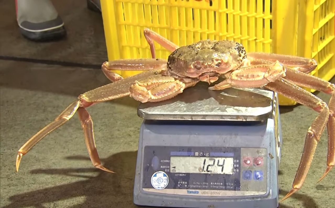 Japonia: Krab śnieżny sprzedany za rekordową kwotę