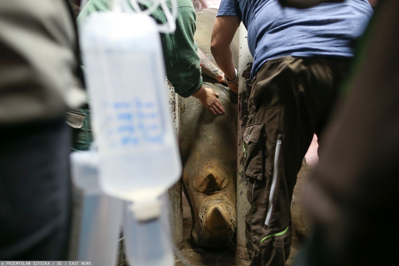 Umarł ostatni nosorożec sumatrzański z Malezji. Chorował na raka