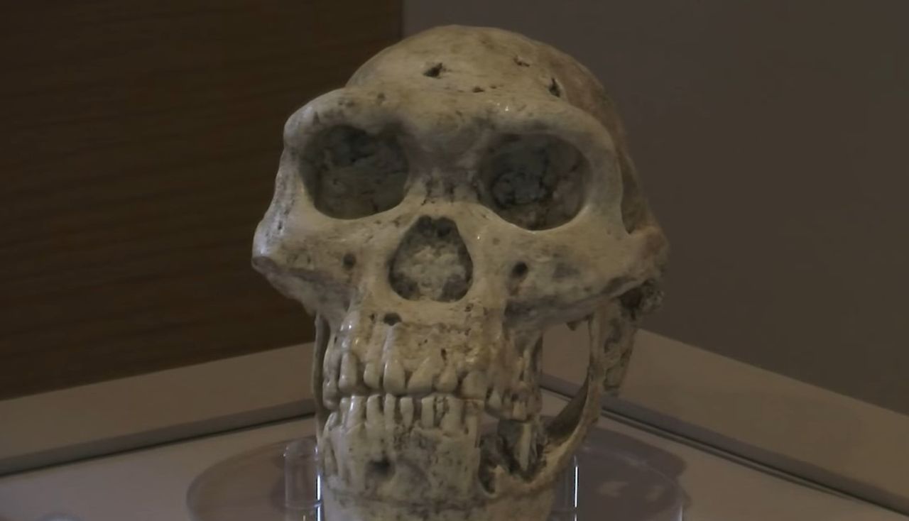 Niesamowite znalezisko. Wskazuje, że Homo erectus żył znacznie wcześniej