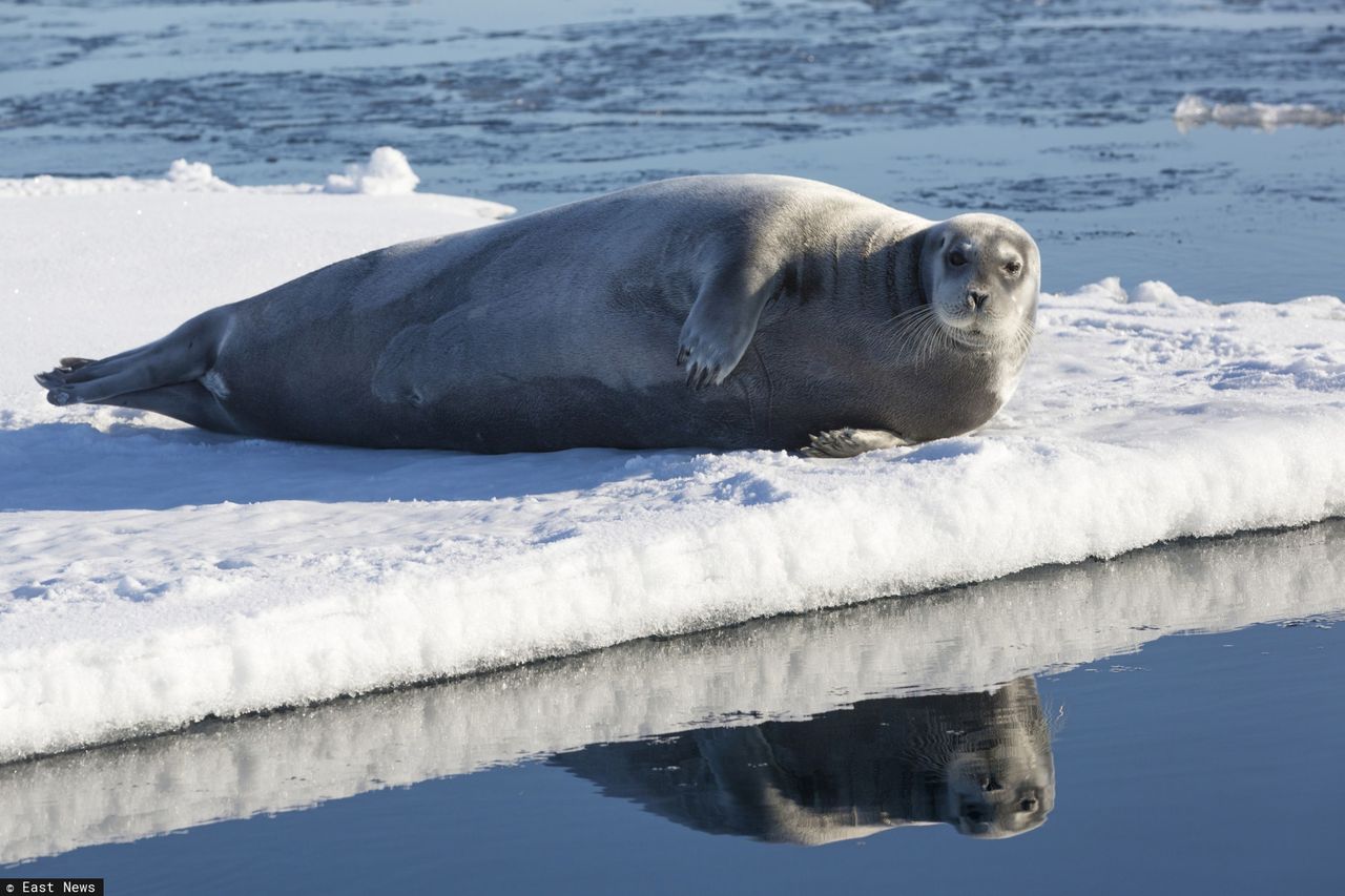 Zaskakujące badanie ssaków morskich. Pozwoli zrozumieć zmiany klimatyczne na Arktyce