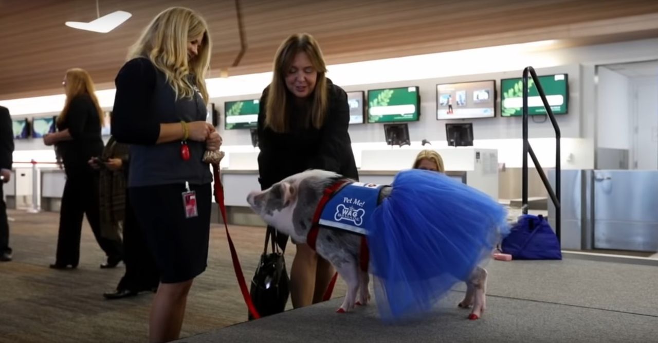 Świnka na lotnisku ma ważne zadanie. Zobacz na wideo, jak pomaga pasażerom