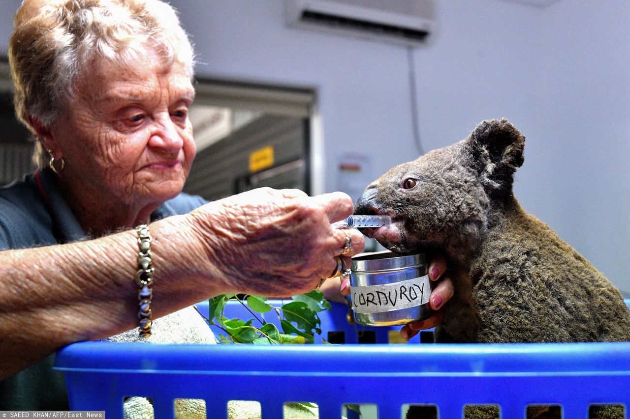 WWF Australia odsłania prawdę o "funkcjonalnym wymarciu" koali. Mamy komentarz ekspertów  