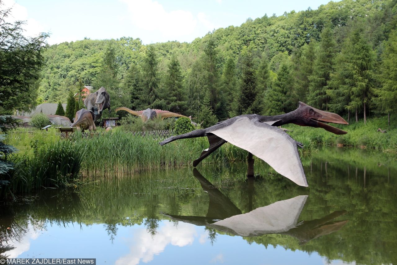 Odkryto jedno z największych latających stworzeń. Zjadało nawet dinozaury