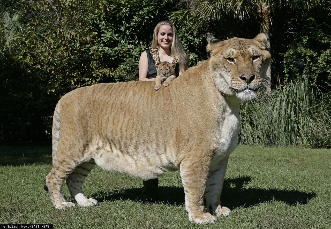 Legrys bije rekord Guinnessa. To największy kot świata