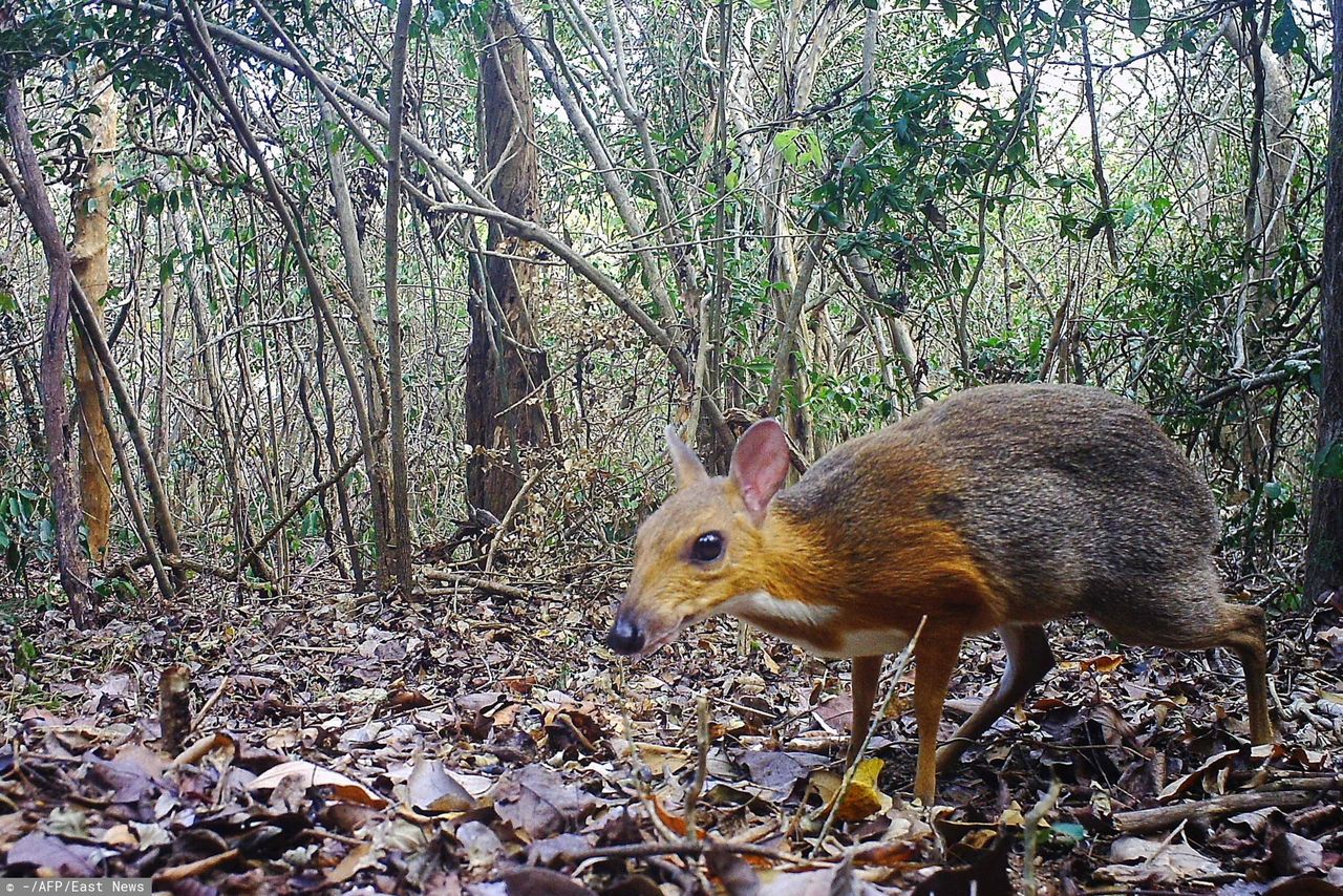 Kanczyl, czyli myszo-jeleń odnaleziony po raz pierwszy od 30 lat [Wideo]