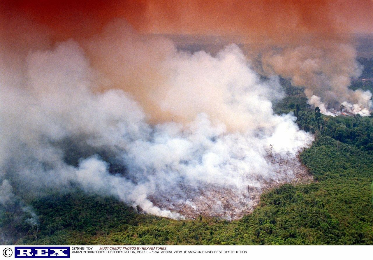 #UgaśmyPłucaŚwiata: Pożar w Amazonii. WWF i Greenpeace zajęły stanowisko: globalna tragedia
