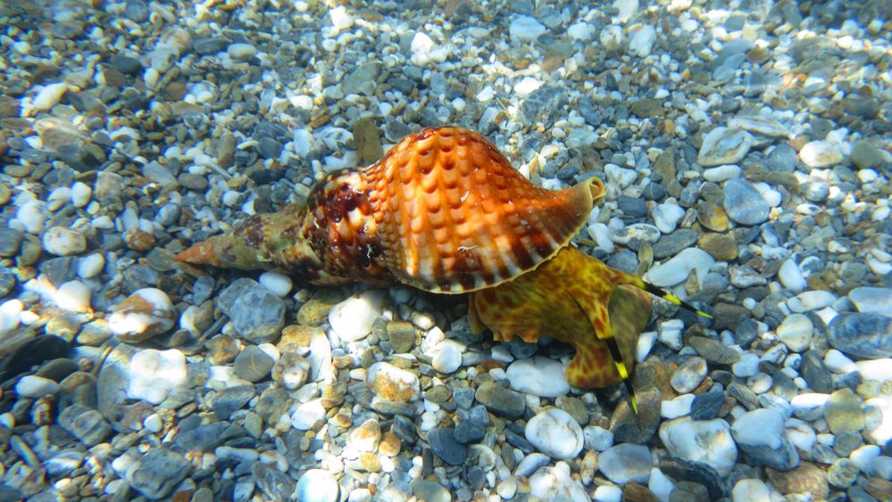 Naukowcy odkryli nowy związek zabijający raka w mazi ślimaka morskiego