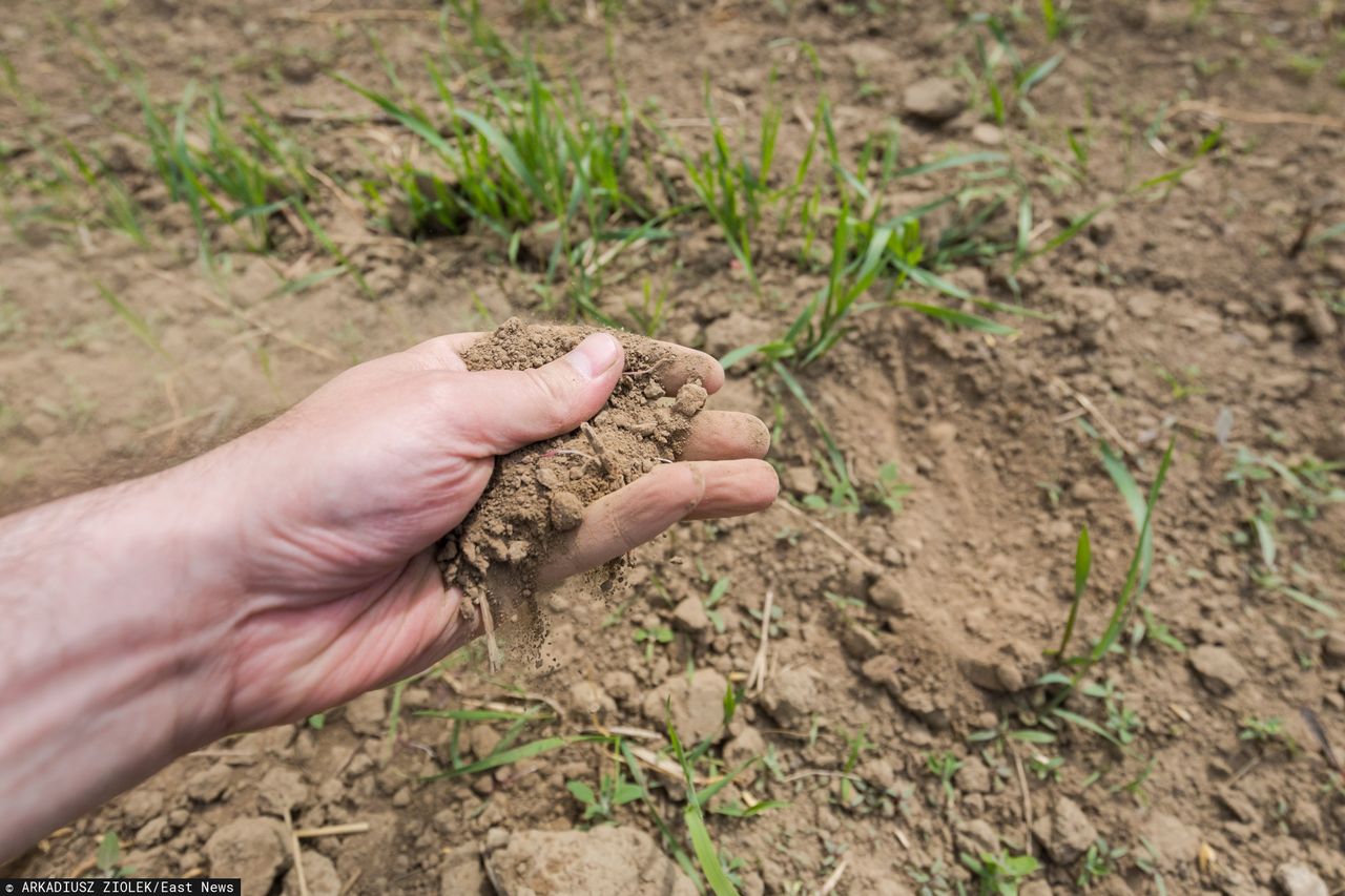 Zmiany klimatyczne mogą doprowadzić do braku żywności. Rozwiązaniem będą dane satelitarne i nowe technologie? 