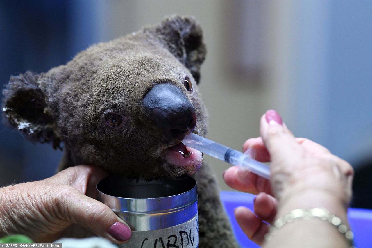 Australia: Koala to już wymarły gatunek? Eksperci komentują