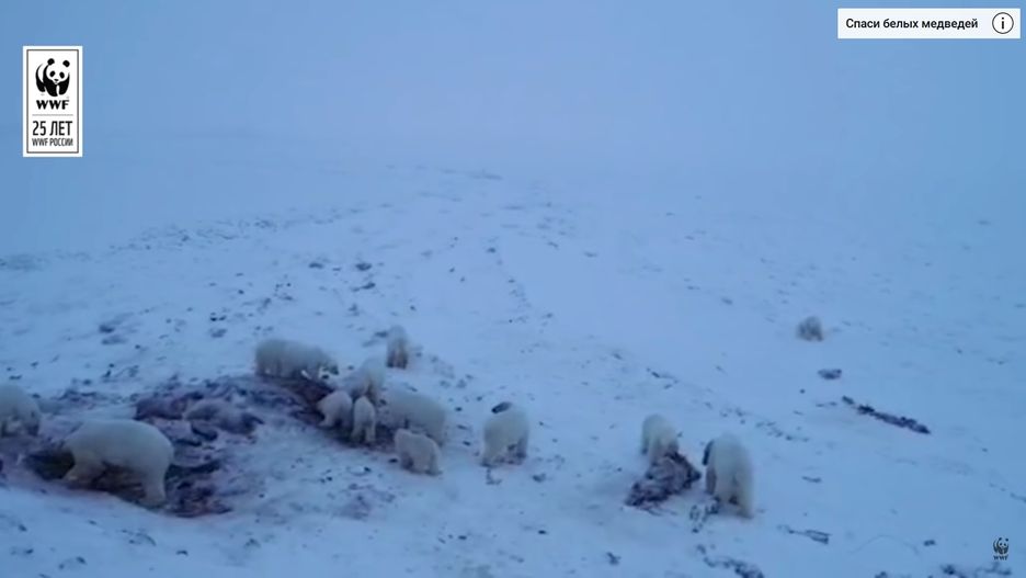 Niedźwiedzie polarne gromadzą się w pobliżu rosyjskiej wioski.