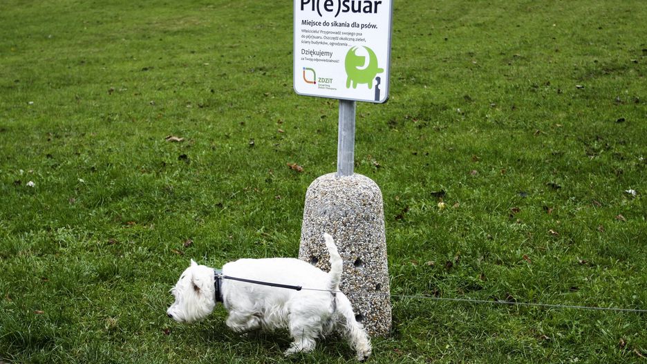 Psy posiadają zmysł magnetyczny. 