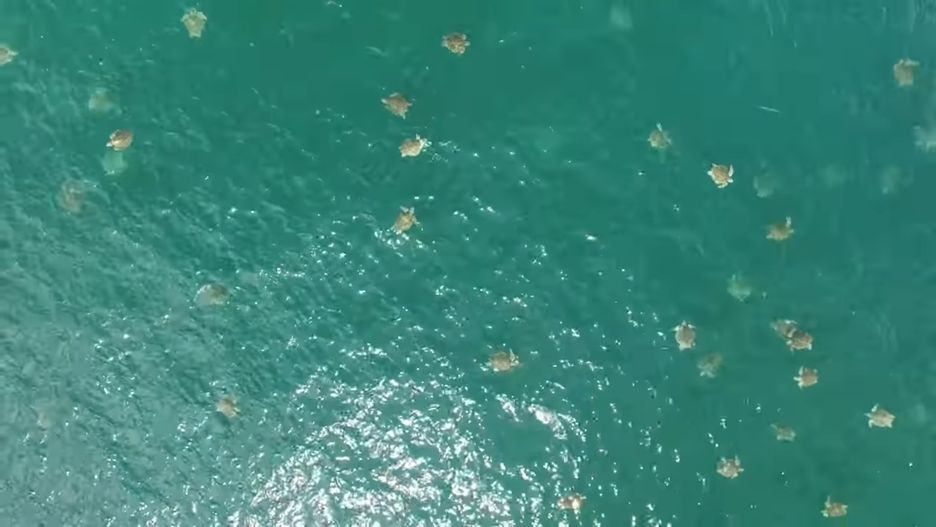 Żółwie nieopodal plaży Ostional na Kostaryce