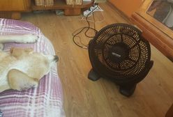 Upał zelżał. Tak zwierzęta walczyły z temperaturą