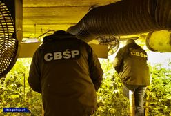CBŚP: "Gigantyczna uprawa. Ponad 13 tys. krzewów konopi indyjskich"