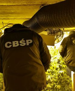 CBŚP: "Gigantyczna uprawa. Ponad 13 tys. krzewów konopi indyjskich"