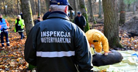 Wprowadzono czerwoną strefę ASF. Zakazano wchodzenia do lasów