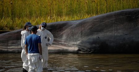 Martwy kaszalot na plaży. W żołądku wieloryba była 100-kilogramowa kula śmieci