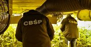 CBŚP: "Gigantyczna uprawa. Ponad 13 tys. krzewów konopi indyjskich"